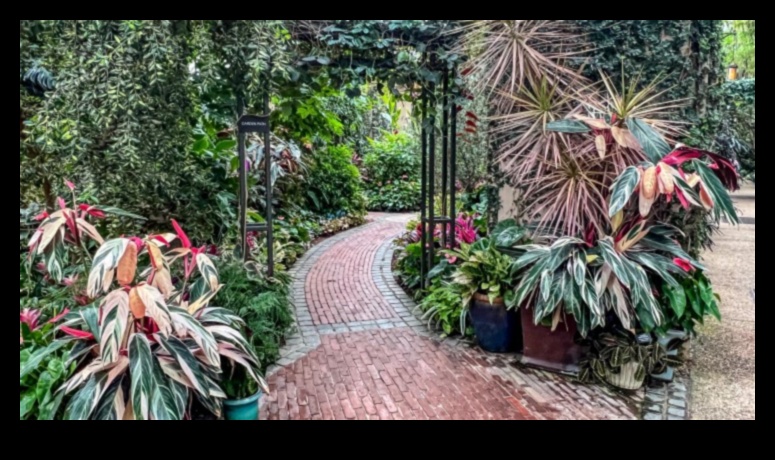 Ziedu klases: ziedošs spožums dārza izglītībā