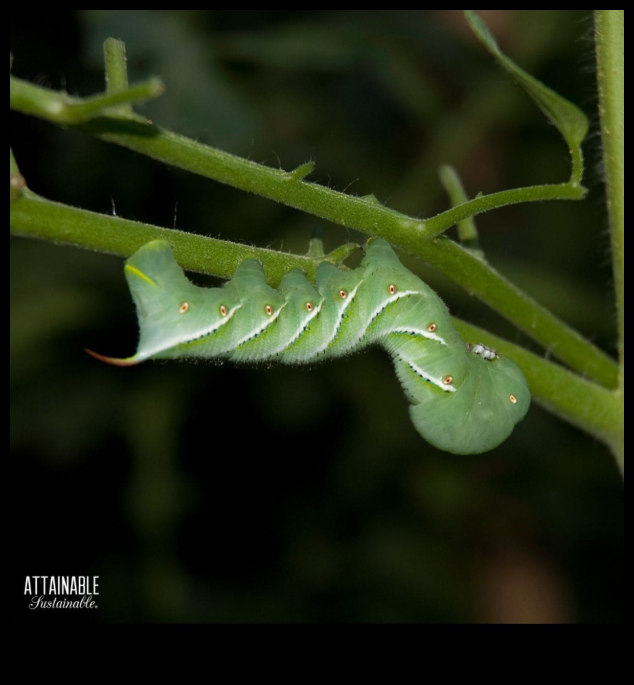 Zaļie briesmās? Dārza kaitēkļu aizsardzības mākslas apguve