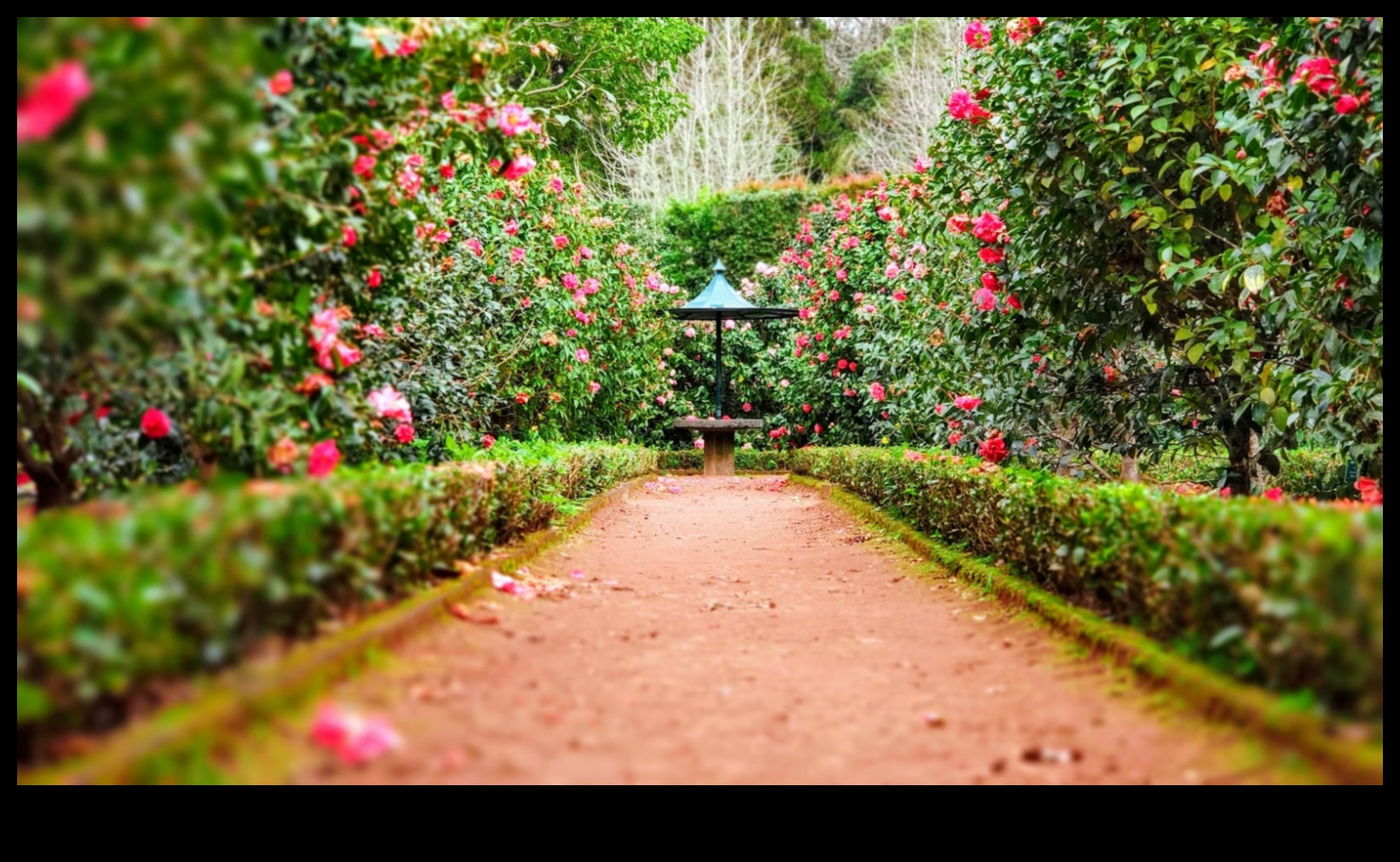 Eden projektēšana: profesionāļu padomi sapņu dārza izveidošanai