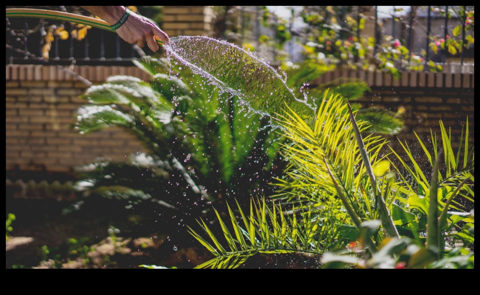 Eden projektēšana: profesionāļu padomi sapņu dārza izveidošanai