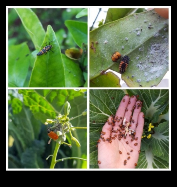 Cīņa ar dārza kļūdām: stratēģijas pilnībai bez kaitēkļiem