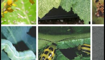 Cīņa ar dārza kļūdām: stratēģijas pilnībai bez kaitēkļiem