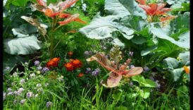 Draugs Blūms: uzlabojiet savu dārzu, stādot kompanjonu