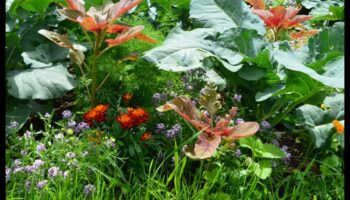 Draugs Blūms: uzlabojiet savu dārzu, stādot kompanjonu