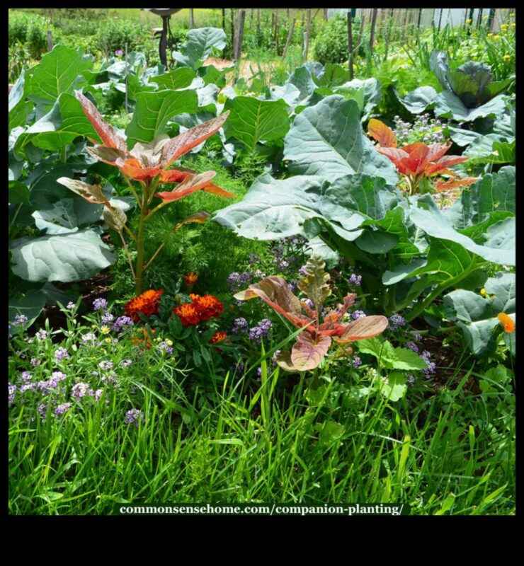 Draugs Blūms: uzlabojiet savu dārzu, stādot kompanjonu