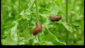 Zaļie briesmās? Dārza kaitēkļu aizsardzības mākslas apguve