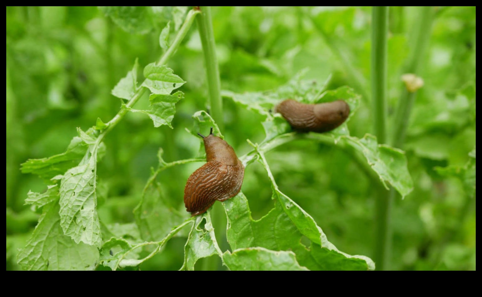 Zaļie briesmās? Dārza kaitēkļu aizsardzības mākslas apguve