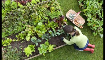 Sēj, audzē, plaukst: būtiski dārzkopības ieskati