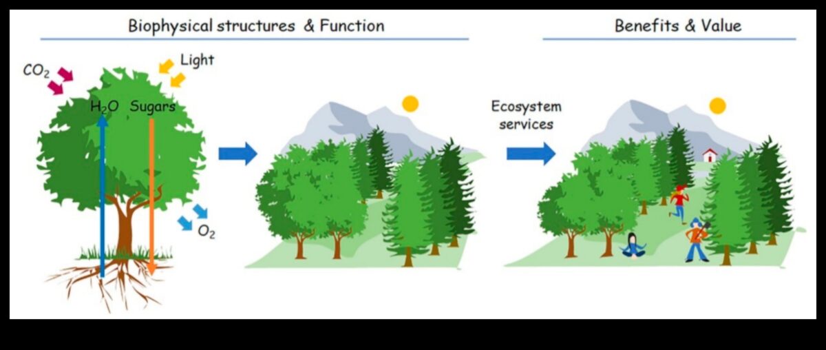 Zaļās perspektīvas izstrāde: māksla, izmantojot dažādus vides tehnoloģiju objektīvus