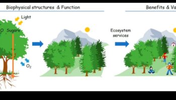 Zaļās perspektīvas izstrāde: māksla, izmantojot dažādus vides tehnoloģiju objektīvus